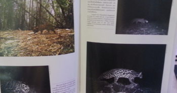 ตัวอย่างภาพในหนังสือ “แม่วงก์-คลองลาน ผืนป่าแห่งความหวัง”